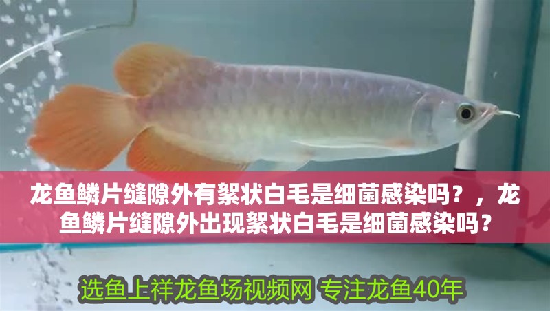 龍魚鱗片縫隙外有絮狀白毛是細菌感染嗎？，龍魚鱗片縫隙外出現絮狀白毛是細菌感染嗎？