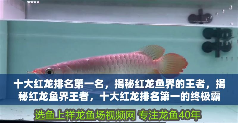 十大紅龍排名第一名，揭秘紅龍魚界的王者，揭秘紅龍魚界王者，十大紅龍排名第一的終極霸主