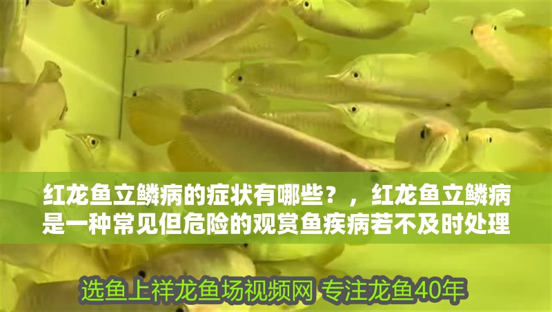 紅龍魚(yú)立鱗病的癥狀有哪些？，紅龍魚(yú)立鱗病是一種常見(jiàn)但危險(xiǎn)的觀賞魚(yú)疾病若不及時(shí)處理