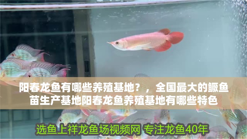 陽春龍魚有哪些養殖基地？，全國最大的鱖魚苗生產基地陽春龍魚養殖基地有哪些特色