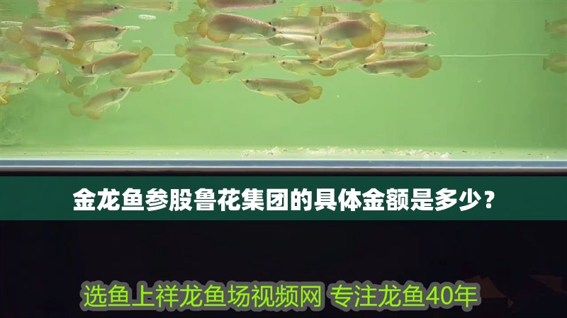 金龍魚參股魯花集團的具體金額是多少？ 金龍魚參股魯花集團的具體金額是多少？ 龍魚百科