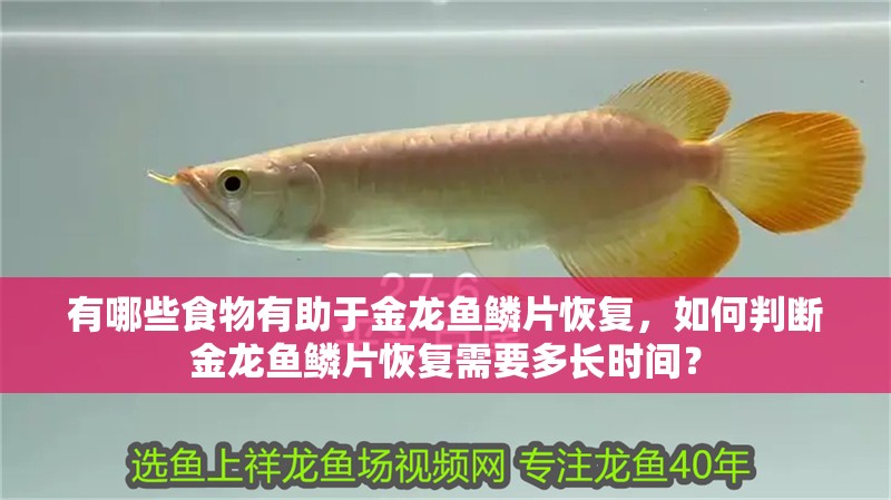 有哪些食物有助于金龍魚鱗片恢復，如何判斷金龍魚鱗片恢復需要多長時間？