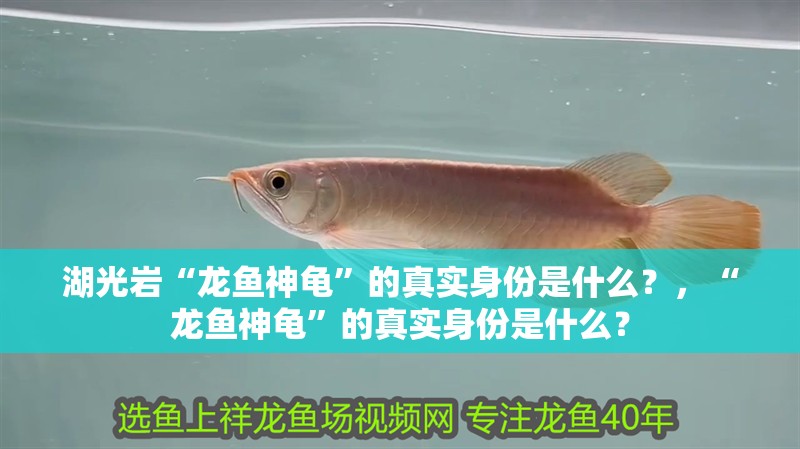 湖光巖“龍魚神龜”的真實身份是什么？，“龍魚神龜”的真實身份是什么？