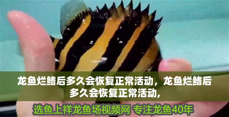 龍魚爛鰭后多久會恢復(fù)正?；顒?dòng)，龍魚爛鰭后多久會恢復(fù)正?；顒?dòng),
