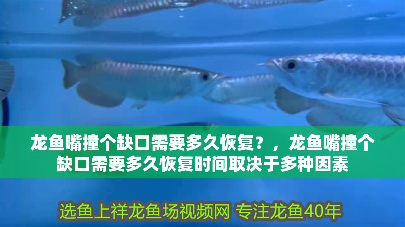 龍魚嘴撞個缺口需要多久恢復？，龍魚嘴撞個缺口需要多久恢復時間取決于多種因素 龍魚嘴撞個缺口需要多久恢復？，龍魚嘴撞個缺口需要多久恢復時間取決于多種因素 龍魚百科