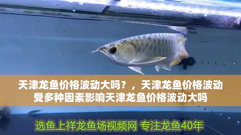 天津龍魚價格波動大嗎？，天津龍魚價格波動受多種因素影響天津龍魚價格波動大嗎