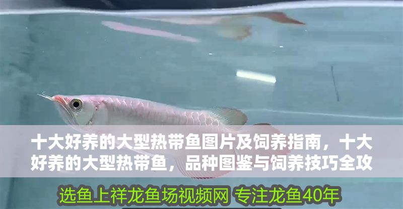 十大好養(yǎng)的大型熱帶魚圖片及飼養(yǎng)指南，十大好養(yǎng)的大型熱帶魚，品種圖鑒與飼養(yǎng)技巧全攻略