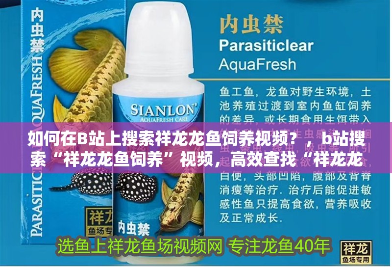 如何在B站上搜索祥龍龍魚飼養視頻？，b站搜索“祥龍龍魚飼養”視頻，高效查找“祥龍龍魚飼養”視頻 如何在B站上搜索祥龍龍魚飼養視頻？，b站搜索“祥龍龍魚飼養”視頻，高效查找“祥龍龍魚飼養”視頻 龍魚百科