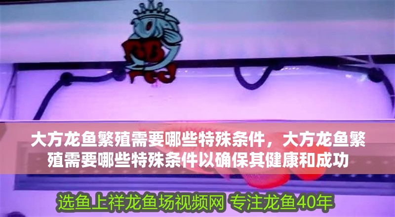 大方龍魚繁殖需要哪些特殊條件，大方龍魚繁殖需要哪些特殊條件以確保其健康和成功