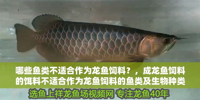 哪些魚類不適合作為龍魚飼料？，成龍魚飼料的餌料不適合作為龍魚飼料的魚類及生物種類