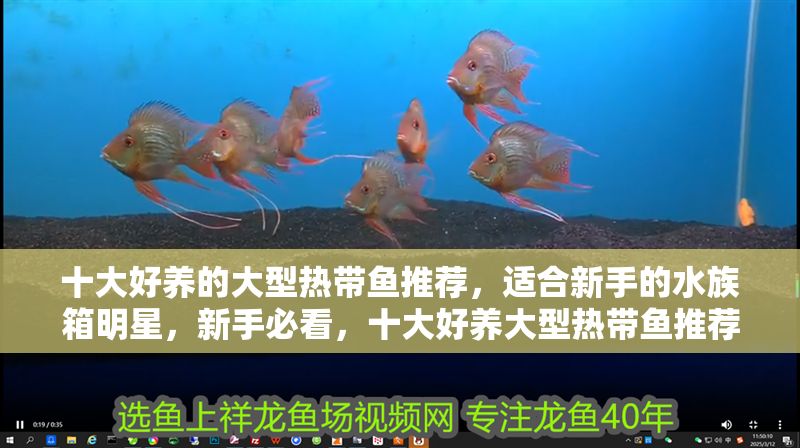 十大好養(yǎng)的大型熱帶魚推薦，適合新手的水族箱明星，新手必看，十大好養(yǎng)大型熱帶魚推薦，水族箱明星輕松養(yǎng)！