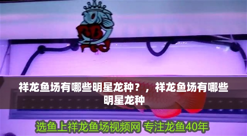 祥龍魚場有哪些明星龍種？，祥龍魚場有哪些明星龍種