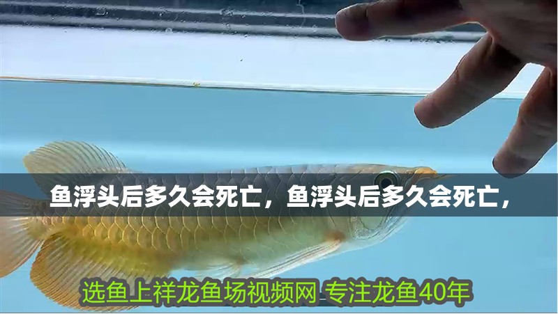 魚浮頭后多久會死亡，魚浮頭后多久會死亡，