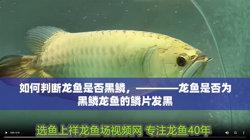 如何判斷龍魚是否黑鱗，————龍魚是否為黑鱗龍魚的鱗片發(fā)黑