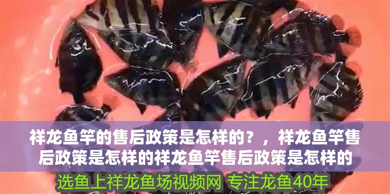 祥龍魚竿的售后政策是怎樣的？，祥龍魚竿售后政策是怎樣的祥龍魚竿售后政策是怎樣的