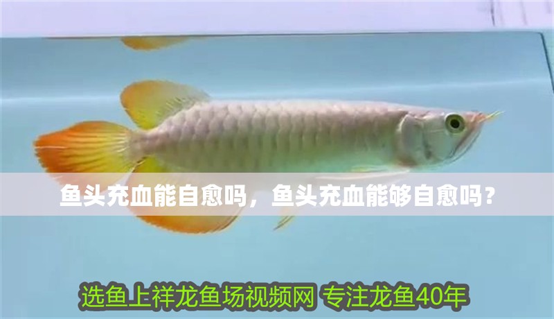 魚頭充血能自愈嗎，魚頭充血能夠自愈嗎？