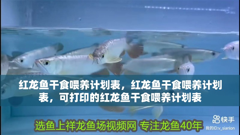 紅龍魚干食喂養計劃表，紅龍魚干食喂養計劃表，可打印的紅龍魚干食喂養計劃表