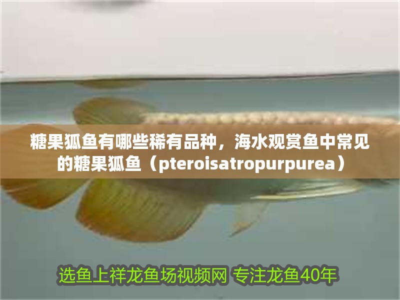 糖果狐魚有哪些稀有品種，海水觀賞魚中常見的糖果狐魚（pteroisatropurpurea）