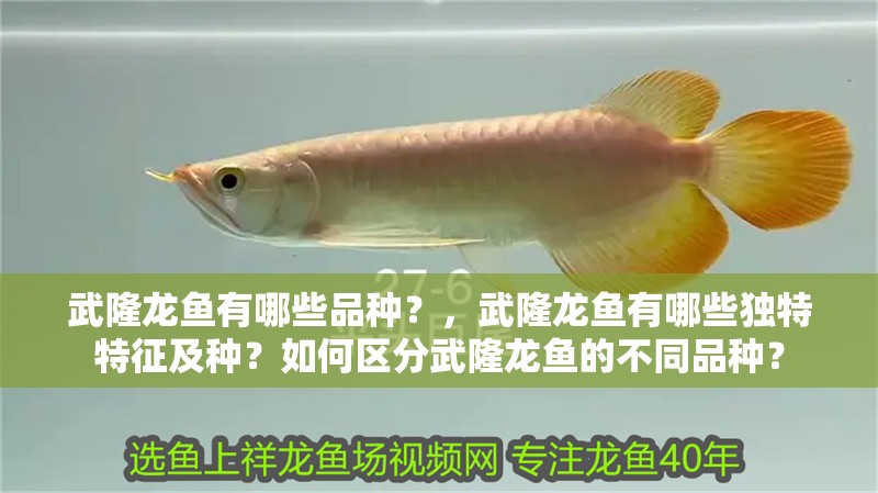 武隆龍魚有哪些品種？，武隆龍魚有哪些獨特特征及種？如何區分武隆龍魚的不同品種？