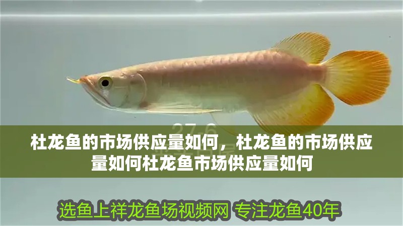 杜龍魚的市場供應量如何，杜龍魚的市場供應量如何杜龍魚市場供應量如何
