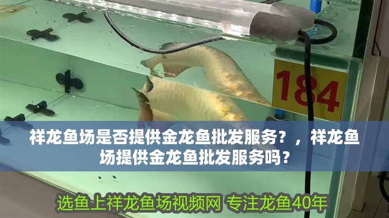 祥龍魚場是否提供金龍魚批發(fā)服務(wù)？，祥龍魚場提供金龍魚批發(fā)服務(wù)嗎？