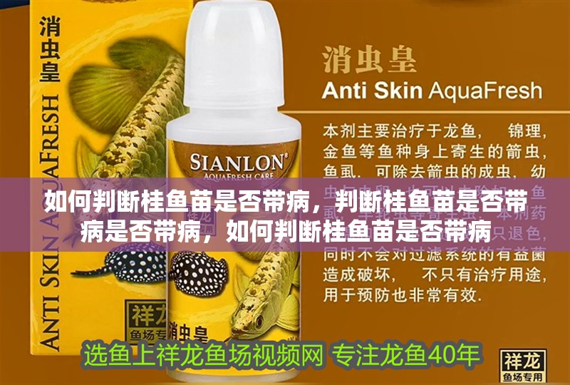 如何判斷桂魚苗是否帶病，判斷桂魚苗是否帶病是否帶病，如何判斷桂魚苗是否帶病