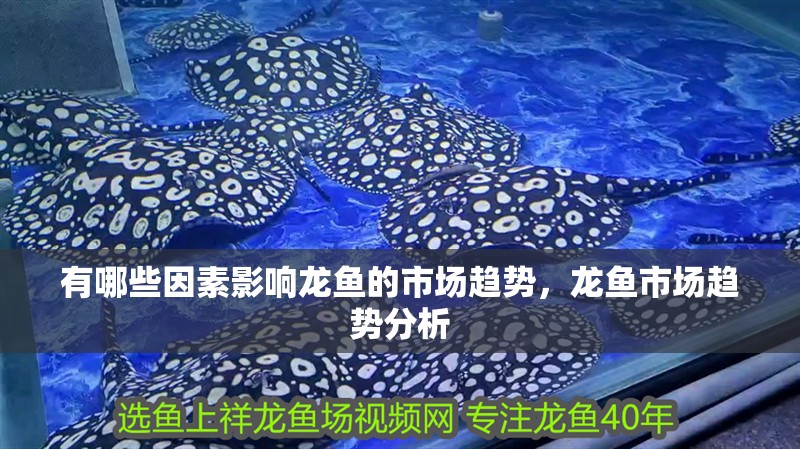 有哪些因素影響龍魚的市場趨勢，龍魚市場趨勢分析