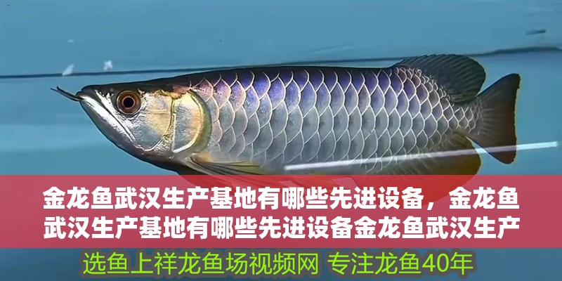 金龍魚武漢生產基地有哪些先進設備，金龍魚武漢生產基地有哪些先進設備金龍魚武漢生產基地 金龍魚武漢生產基地有哪些先進設備，金龍魚武漢生產基地有哪些先進設備金龍魚武漢生產基地 龍魚百科