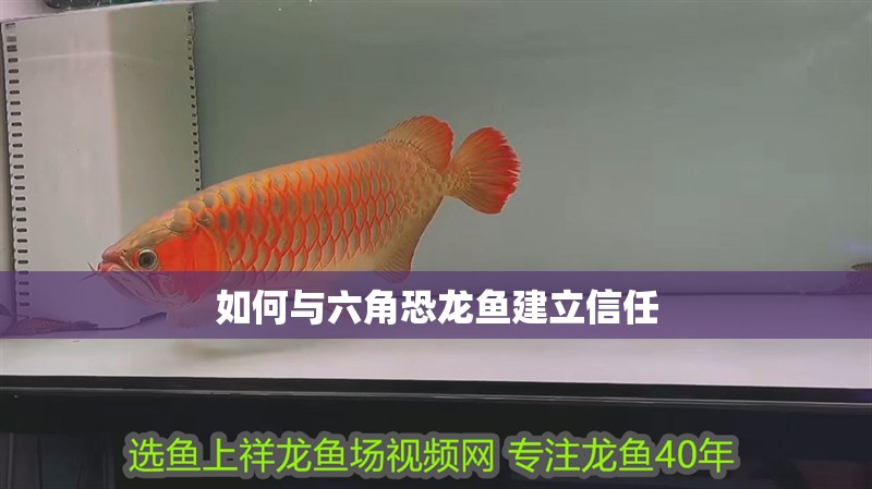 如何與六角恐龍魚建立信任