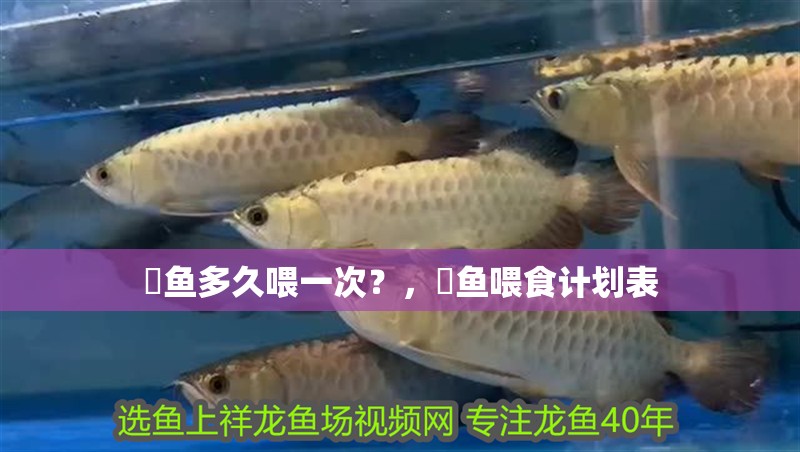 魟魚多久喂一次？，魟魚喂食計劃表 魟魚多久喂一次？，魟魚喂食計劃表 龍魚百科