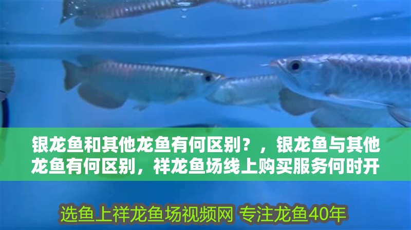 銀龍魚和其他龍魚有何區別？，銀龍魚與其他龍魚有何區別，祥龍魚場線上購買服務何時開通