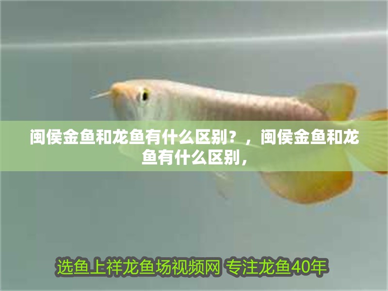閩侯金魚和龍魚有什么區(qū)別？，閩侯金魚和龍魚有什么區(qū)別，