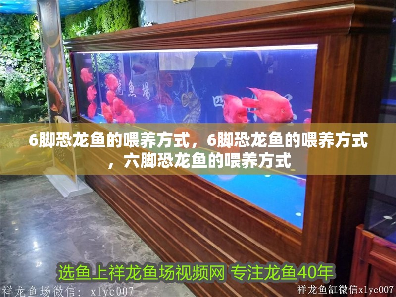 6腳恐龍魚的喂養方式，6腳恐龍魚的喂養方式，六腳恐龍魚的喂養方式