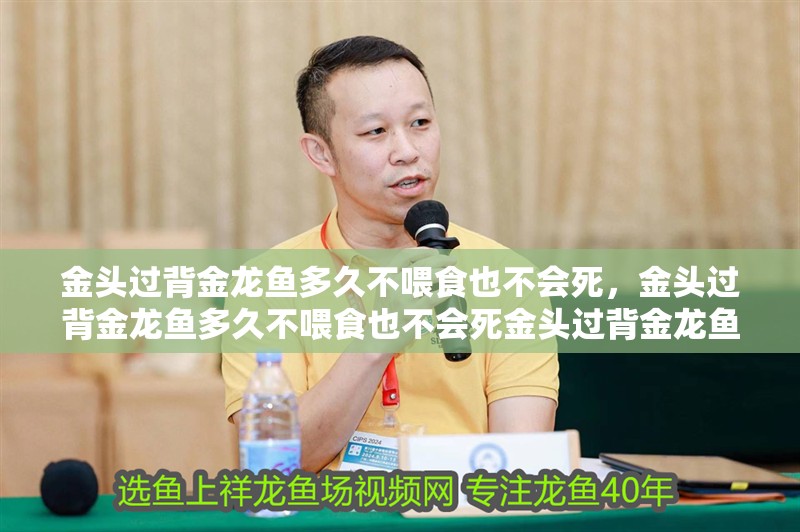 金頭過背金龍魚多久不喂食也不會死，金頭過背金龍魚多久不喂食也不會死金頭過背金龍魚多久不喂食也不會死