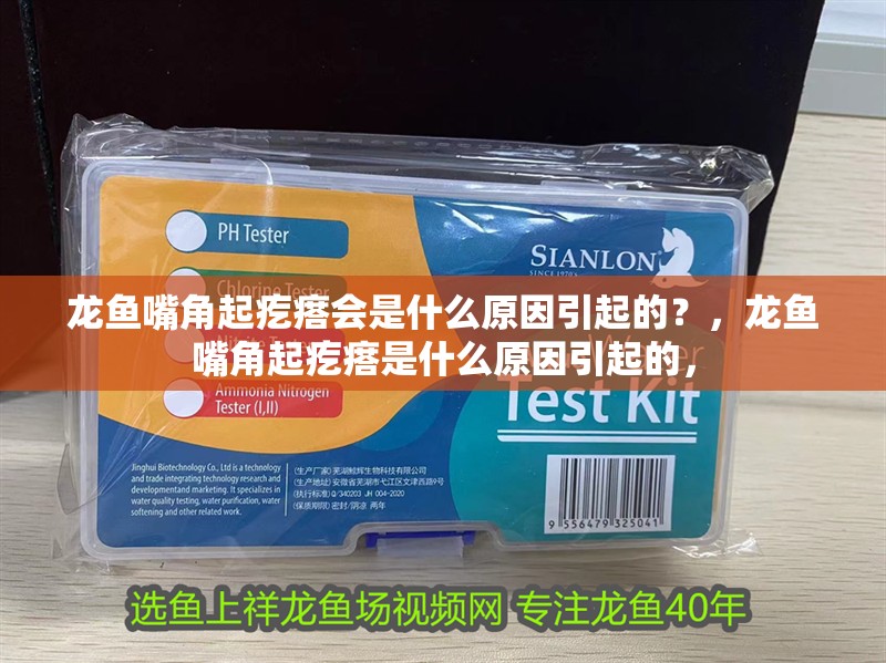 龍魚嘴角起疙瘩會是什么原因引起的？，龍魚嘴角起疙瘩是什么原因引起的，