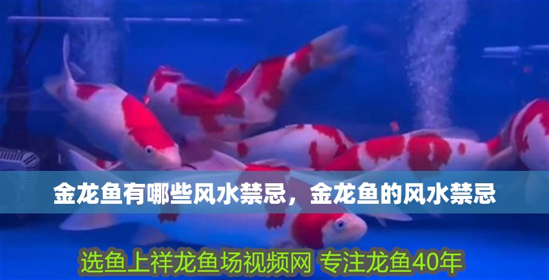 金龍魚有哪些風水禁忌，金龍魚的風水禁忌