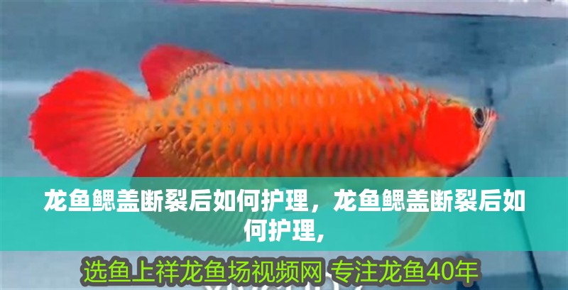 龍魚鰓蓋斷裂后如何護理，龍魚鰓蓋斷裂后如何護理, 龍魚鰓蓋斷裂后如何護理，龍魚鰓蓋斷裂后如何護理, 龍魚百科