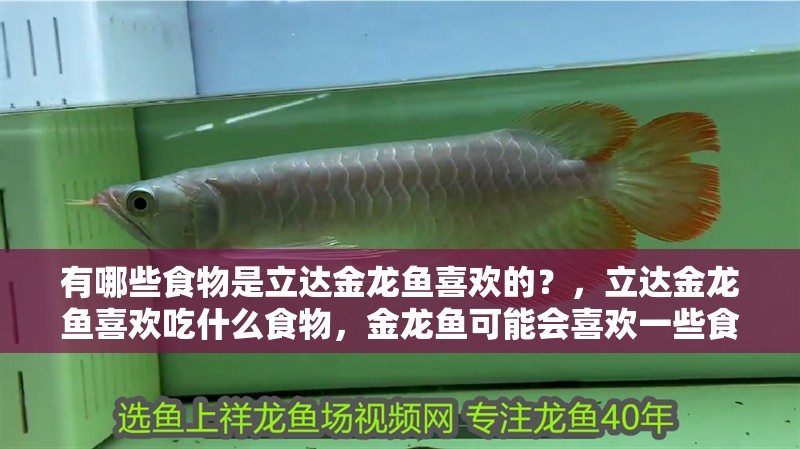 有哪些食物是立達金龍魚喜歡的？，立達金龍魚喜歡吃什么食物，金龍魚可能會喜歡一些食物