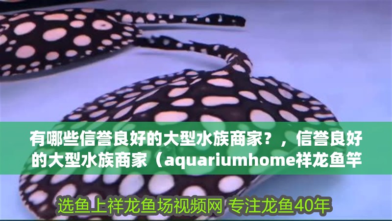 有哪些信譽良好的大型水族商家？，信譽良好的大型水族商家（aquariumhome祥龍魚竿）