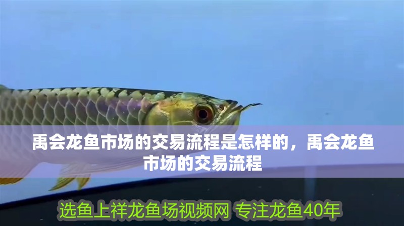禹會龍魚市場的交易流程是怎樣的，禹會龍魚市場的交易流程