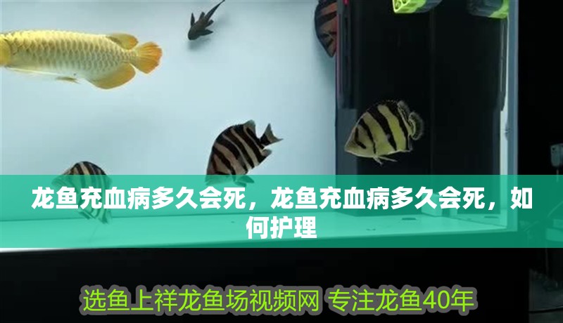 龍魚充血病多久會死，龍魚充血病多久會死，如何護理 龍魚充血病多久會死，龍魚充血病多久會死，如何護理 龍魚百科
