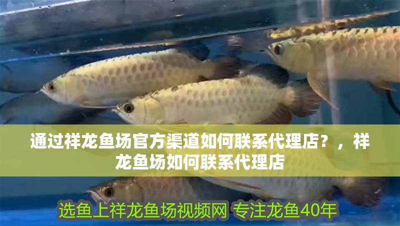 通過祥龍魚場官方渠道如何聯系代理店？，祥龍魚場如何聯系代理店 通過祥龍魚場官方渠道如何聯系代理店？，祥龍魚場如何聯系代理店 龍魚百科