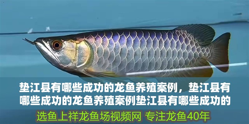 墊江縣有哪些成功的龍魚(yú)養(yǎng)殖案例，墊江縣有哪些成功的龍魚(yú)養(yǎng)殖案例墊江縣有哪些成功的龍魚(yú)養(yǎng)殖案例 墊江縣有哪些成功的龍魚(yú)養(yǎng)殖案例，墊江縣有哪些成功的龍魚(yú)養(yǎng)殖案例墊江縣有哪些成功的龍魚(yú)養(yǎng)殖案例 龍魚(yú)百科