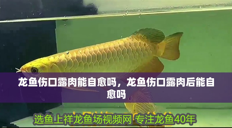 龍魚傷口露肉能自愈嗎，龍魚傷口露肉后能自愈嗎