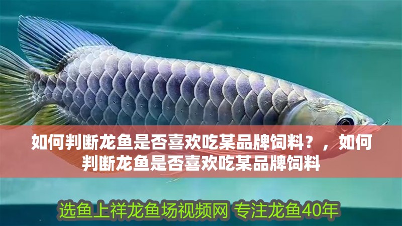 如何判斷龍魚是否喜歡吃某品牌飼料？，如何判斷龍魚是否喜歡吃某品牌飼料
