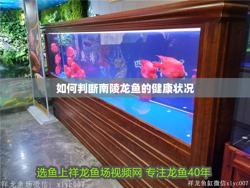 如何判斷南陵龍魚的健康狀況