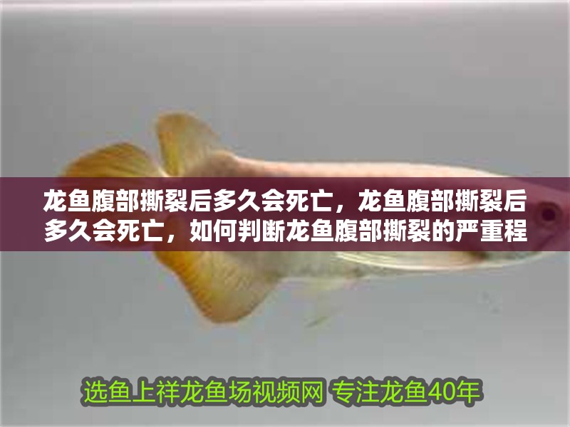龍魚腹部撕裂后多久會死亡，龍魚腹部撕裂后多久會死亡，如何判斷龍魚腹部撕裂的嚴重程度？ 龍魚腹部撕裂后多久會死亡，龍魚腹部撕裂后多久會死亡，如何判斷龍魚腹部撕裂的嚴重程度？ 龍魚百科
