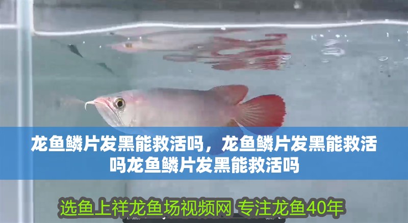 龍魚鱗片發(fā)黑能救活嗎，龍魚鱗片發(fā)黑能救活嗎龍魚鱗片發(fā)黑能救活嗎