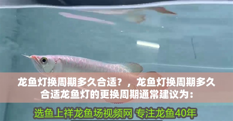 龍魚燈換周期多久合適？，龍魚燈換周期多久合適龍魚燈的更換周期通常建議為： 龍魚燈換周期多久合適？，龍魚燈換周期多久合適龍魚燈的更換周期通常建議為： 龍魚百科
