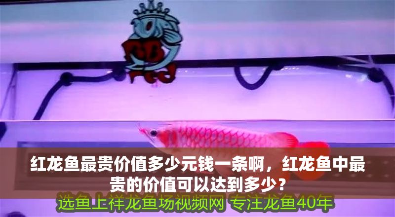紅龍魚最貴價值多少元錢一條啊，紅龍魚中最貴的價值可以達到多少？